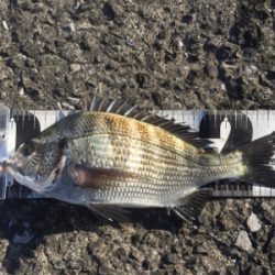 2020年 釣り初め チヌ釣り