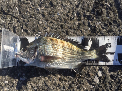 2020年 釣り初め チヌ釣り