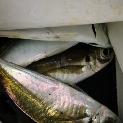 アジング練習 93