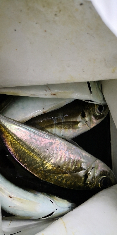 アジング練習 93