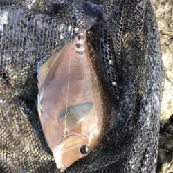 フカセリベンジ