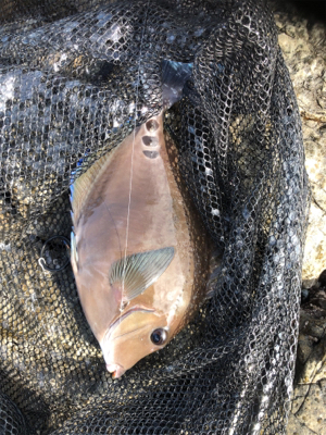 フカセリベンジ