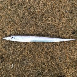 タチウオまだいける