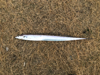 タチウオまだいける