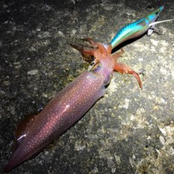 潮の変化のタイミングを狙うと良いです。