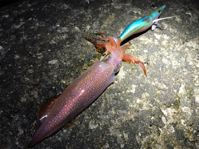 潮の変化のタイミングを狙うと良いです。