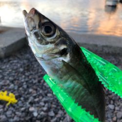 風強かったヨォ