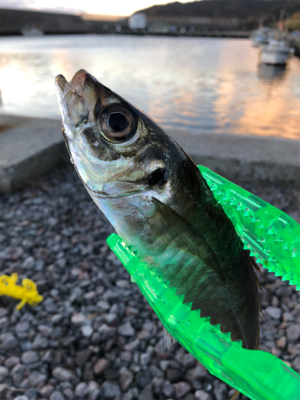 風強かったヨォ