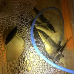 爆風中アジ釣り