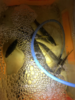 爆風中アジ釣り