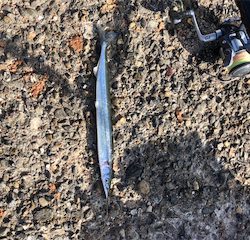 波止フカセ釣り