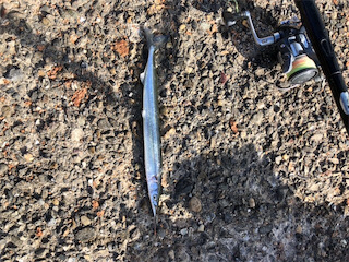 波止フカセ釣り