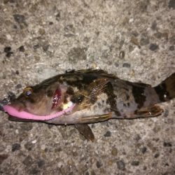 潮位低くて渋め