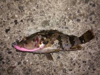 潮位低くて渋め