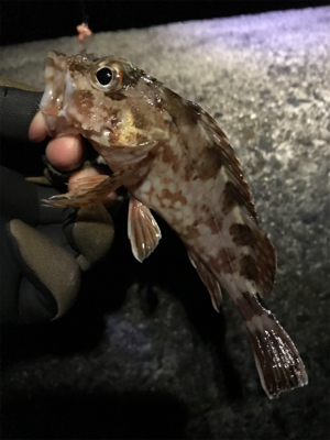 カサゴやメバルなど