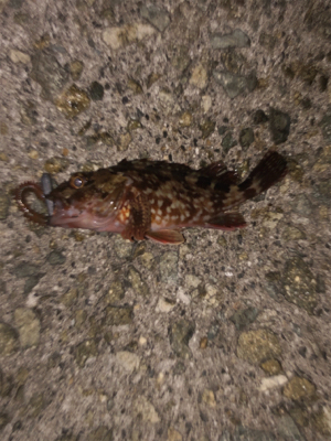 楽しかった(*^o^*)