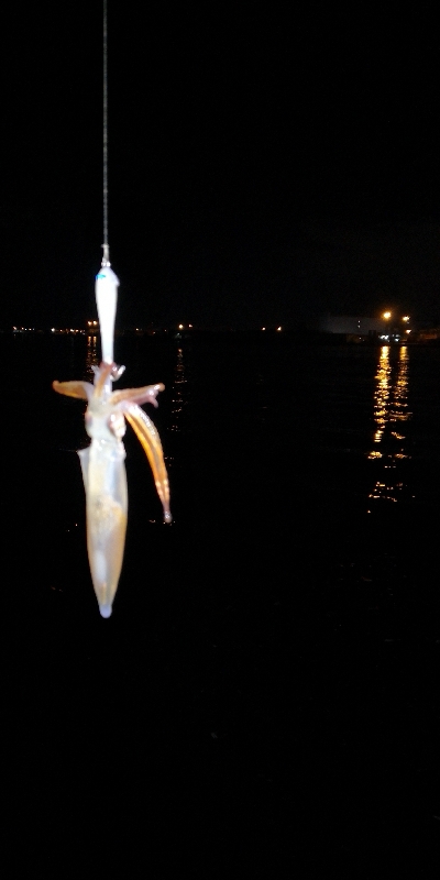 アジング練習 94