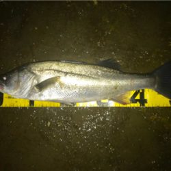 シーバスフィッシング〜