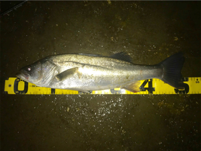 シーバスフィッシング〜