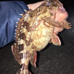 ボトムでガシラ