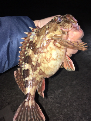 ボトムでガシラ