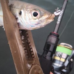 アジング練習 95