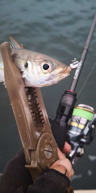 アジング練習 95