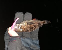 ２０２０年もバンバン釣ります！