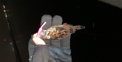 ２０２０年もバンバン釣ります！