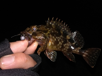 1時間だけライトゲーム