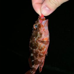 仕事初めは釣り初め