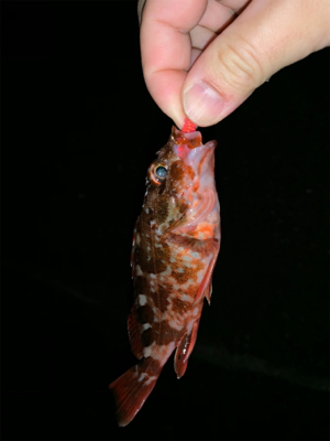 仕事初めは釣り初め