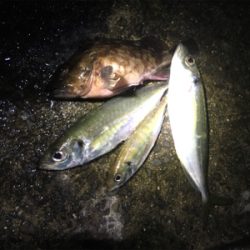 年が明けても好調