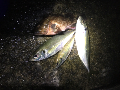 年が明けても好調