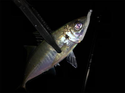 2020 初アジング