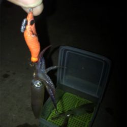 ヒイカ釣り…渋すぎ(＞＜)