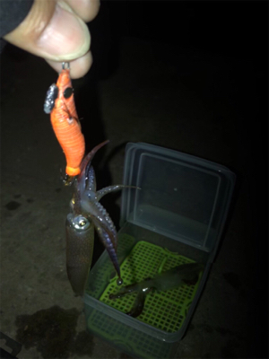 ヒイカ釣り…渋すぎ(＞＜)