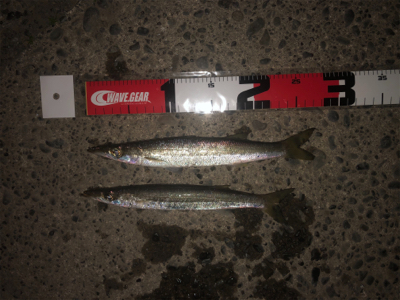 カマス釣れてます