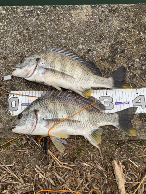 令和2年釣り初め