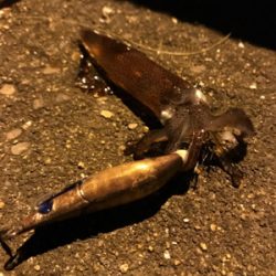 チィチィイカまだいけそうです