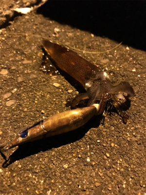 チィチィイカまだいけそうです