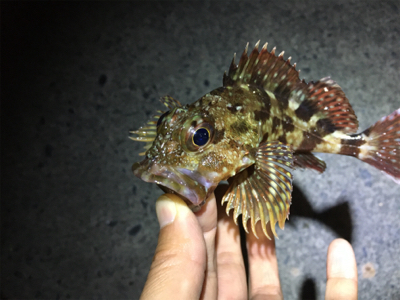 ライトゲーム30分