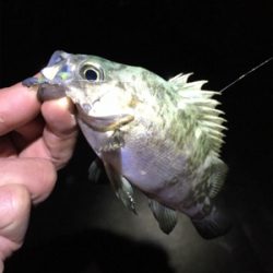 アジング・メバリング