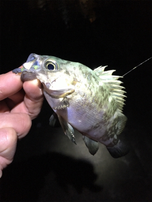 アジング・メバリング