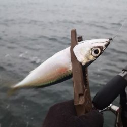 アジング練習 96