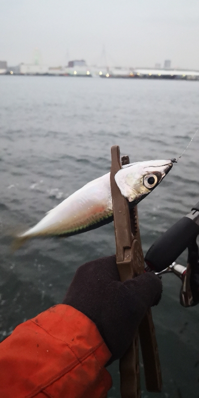 アジング練習 96