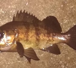 メバリング1835〜1930