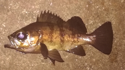 メバリング1835〜1930