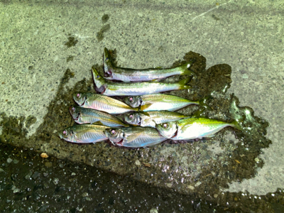 三崎アジング‼️…