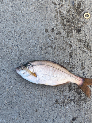 イソメ・サビキ